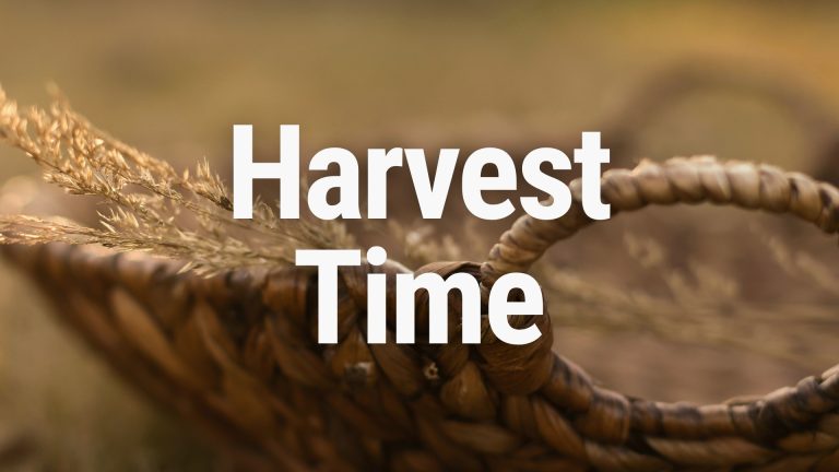 Harvest Time (Week 4)